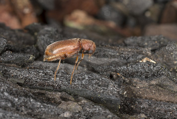 Ernobius mollis on burnt pine wood, high magnification