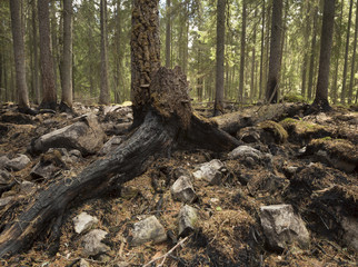 Stub in coniferous forest after a big forest fire