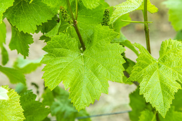 Background of fresh grape leaves