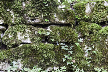 Gros plan de mur moussu