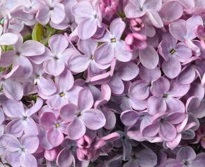  Lilac blossoms