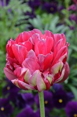 Rote gefüllte späte Tulpe 