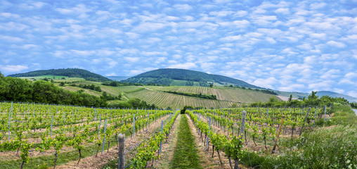 Fototapeta na wymiar view of vineyard in spring time
