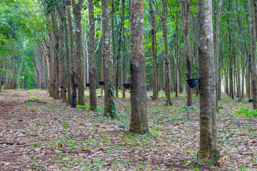 Row of para rubber tree