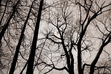 Bare trees