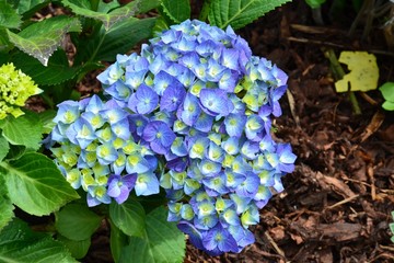 Bauernhortensie im Garten mit Rindenmulch