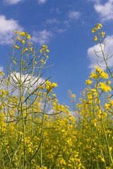 Obraz premium Rape field under blue cloudy sky