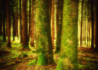 Pine forest landscape in spring. Camping and tourism concept.