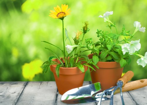 Gardening Equipment, Flower Pot, Single Flower.