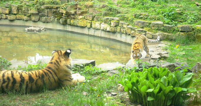 Wild two tigers in nature