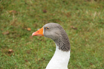 The Head and Neck of a Poultry Goose.
