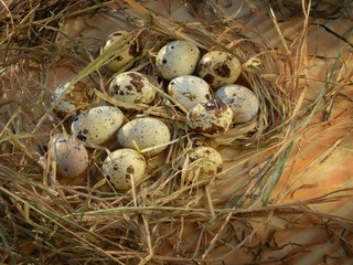 Obraz premium Egg, Chicken Egg