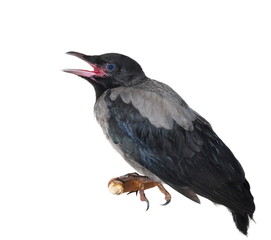 Young hooded crow on branch (Corvus cornix)