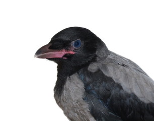 Young hooded crow on branch (Corvus cornix)