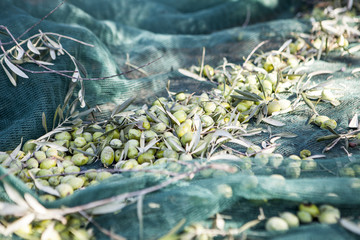 Green Olives