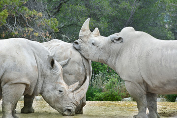 Naklejka premium 3 rhinocéros blanc