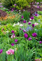 Blumenbeet mit Tulpen, Nelkenwurz, Allium und Bergenien