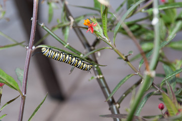 Monarch Caterpillar in horizontal position