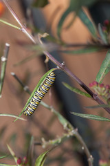Monarch Caterpillar in vertical position