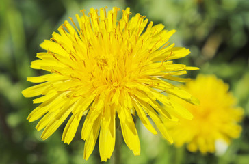 Taraxacum. Dandelion flower