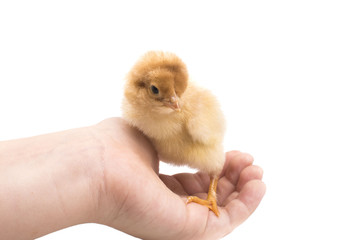 on hand sitting small yellow chicken