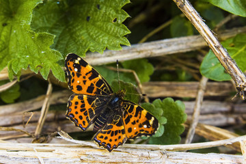 one beautiful bright butterfly