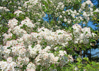 Weißdorn - Crataegus