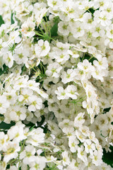 White flowering Spirea arguta