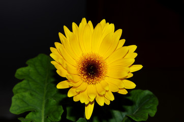 Gerbera gialla