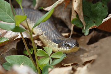 Eastern Hog-nosed Snake