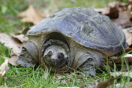 Female Common Snapping Turtle