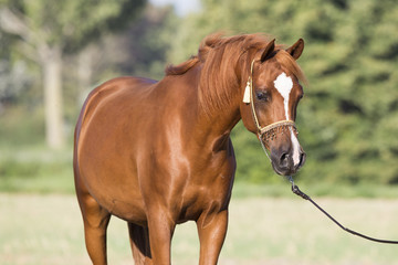 Fototapeta premium Arabischer Fuchs Wallach