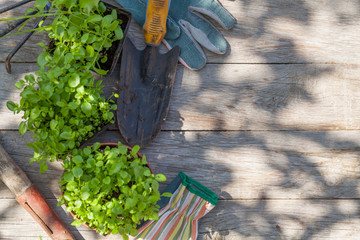 Gardening tools and seedling on garden table