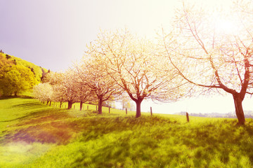Dreamy summer landscape with blossoming trees in fields.