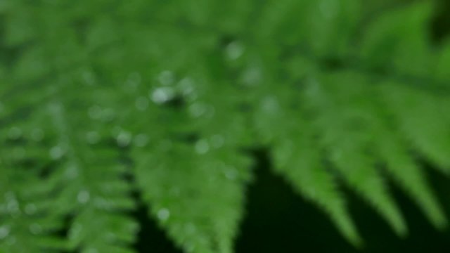 Bracken (fern leaves) with raindrops