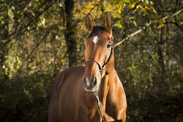 Brauner Warmblut Wallach Im Portrait