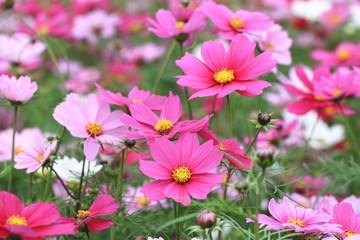 Obraz na płótnie Canvas Cosmos flowers,pink and red flowers blooming in garden 