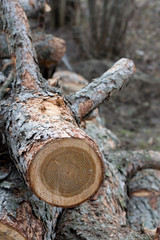 Fototapeta premium Tree Ring