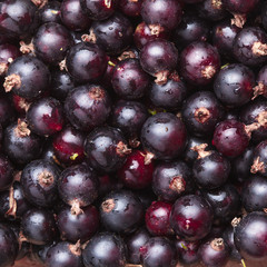 Black currant