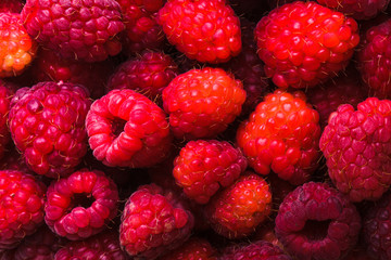 raspberries close up