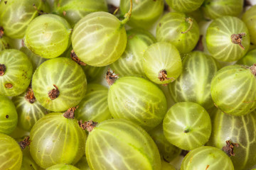 Green gooseberry