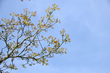 Walnussbaum, Äste im Frühling