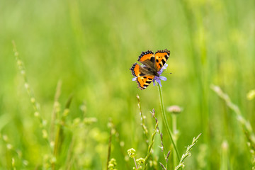 Schmetterling - Kleiner Fuchs