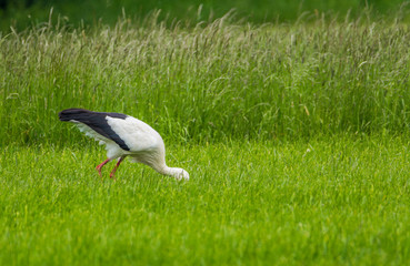 Storch auf Nahrungssuche