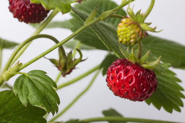 Walderdbeere, Fragaria vesca