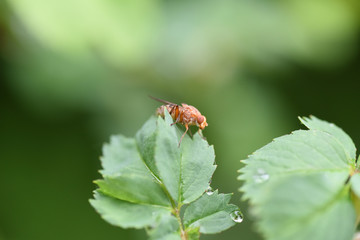 mosca mosche insetto su pianta piante