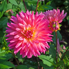 Dahlie