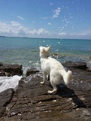 Hundestrand