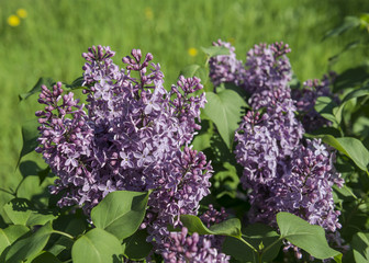 Цветы сирени крупным планом.