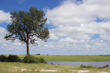 Botswana Landscape
